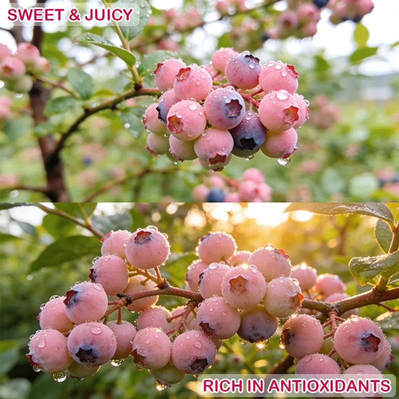 💟Premium Pink Blueberry Seeds
