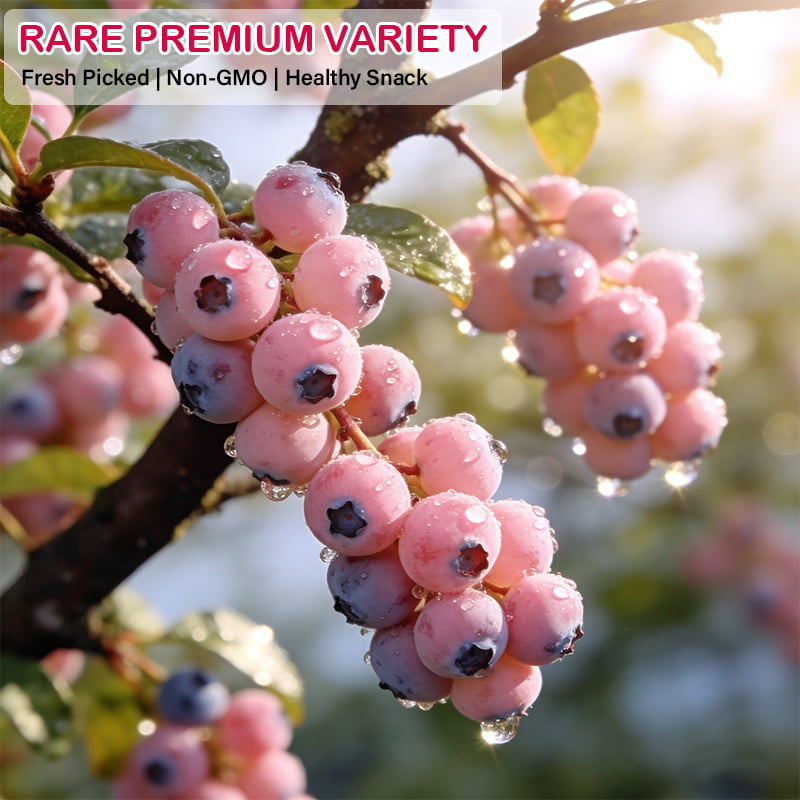 💟Premium Pink Blueberry Seeds